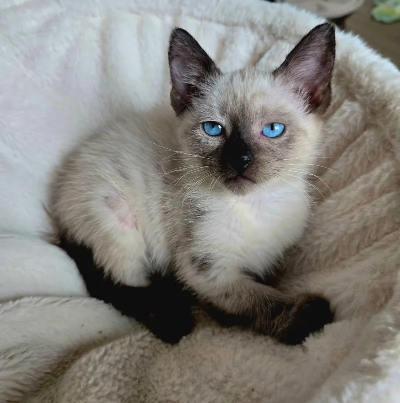 A baby small-sized female Buff / Tan / Fawn Siamese cat named Sapphire for adoption in Houston, TX
