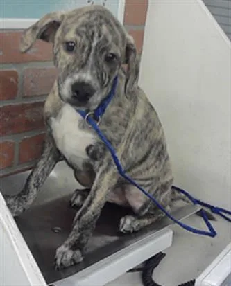 A baby small-sized male German Shepherd Dog dog named Joey for adoption in Houston, TX