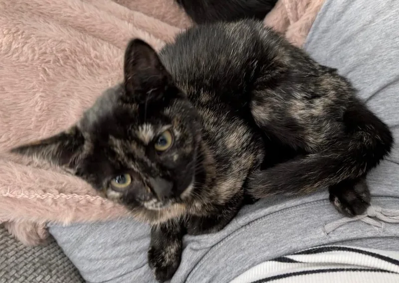 A baby small-sized female Domestic Short Hair cat named Edith Gru for adoption in Gorham, ME