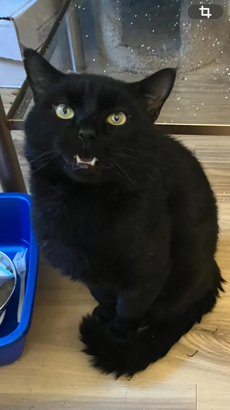 An adult medium-sized male Domestic Short Hair cat named Pharaoh for adoption in Bensalem, PA