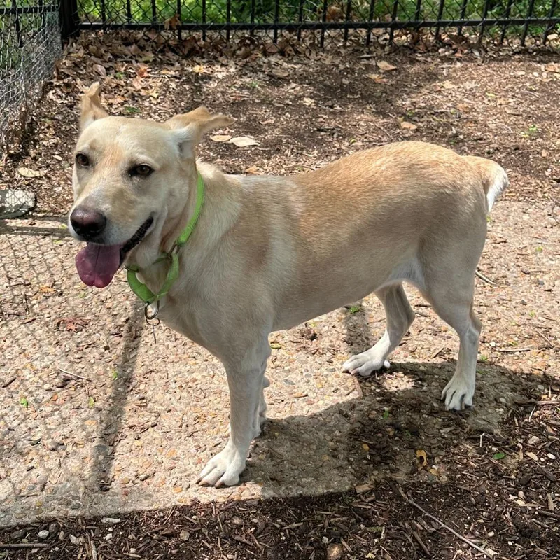 An adult medium-sized female White / Cream Labrador Retriever dog named Ella Enchanted for adoption in Austin, TX