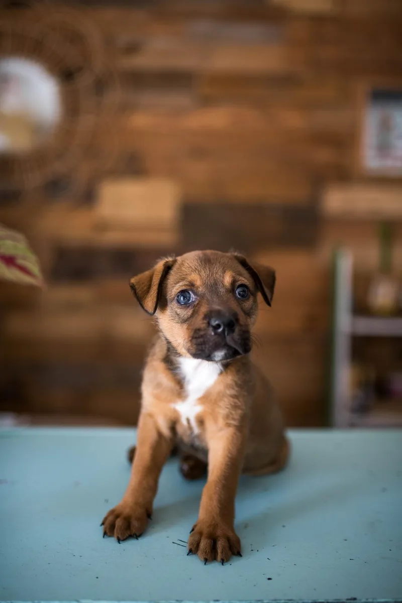A baby medium-sized male Bicolor Mixed Breed dog named Penn for adoption in Sunrise, FL