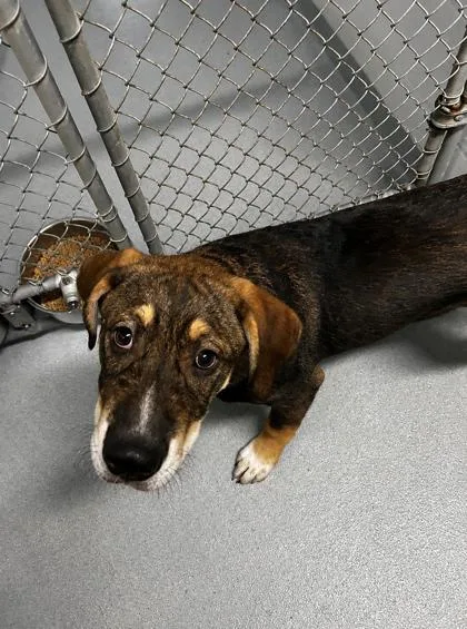 An adult medium-sized male Mixed Breed dog named Cute As A Button for adoption in Spruce Pine, NC