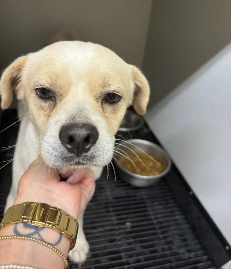 An adult small-sized male Chihuahua dog named Mouse for adoption in Grafton, WI