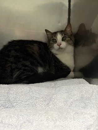An adult medium-sized female Domestic Short Hair cat named Pearl for adoption in Fishers, IN