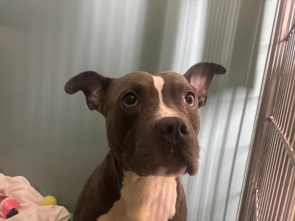 An adult large-sized male Mixed Breed dog named Unagi for adoption in New York, NY