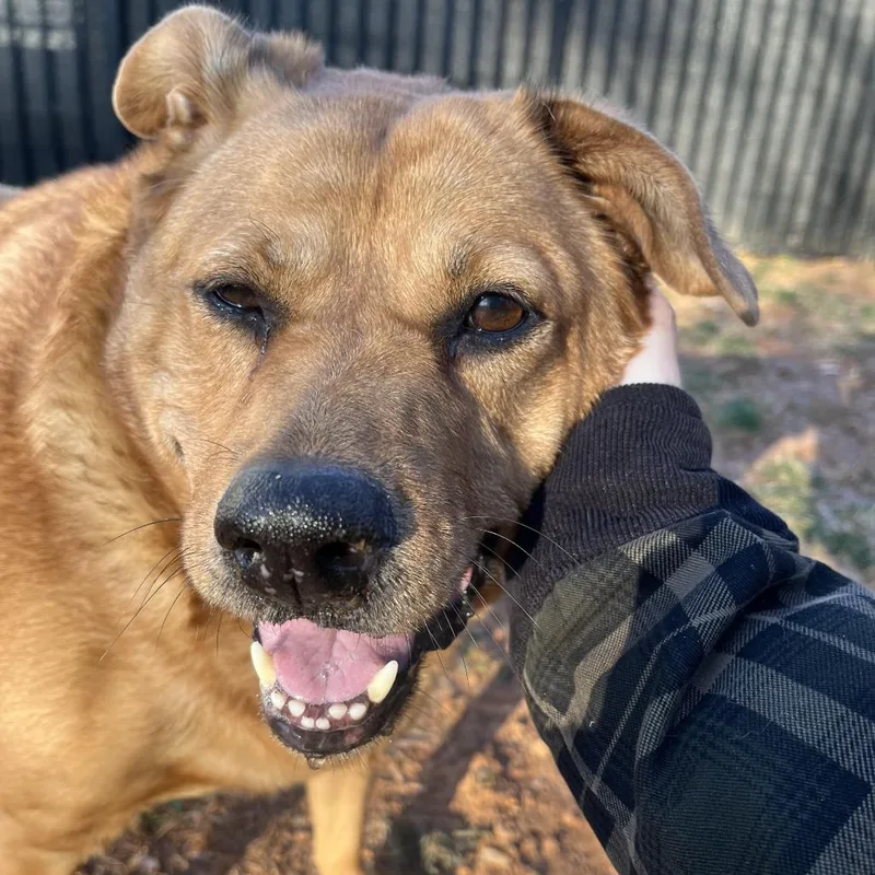 A senior large-sized female Red / Chestnut / Orange Canaan Dog dog named Royalty for adoption in Roanoke, VA