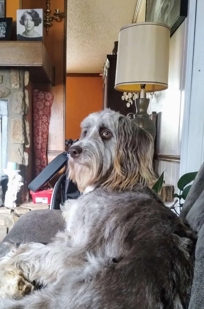 Ziva