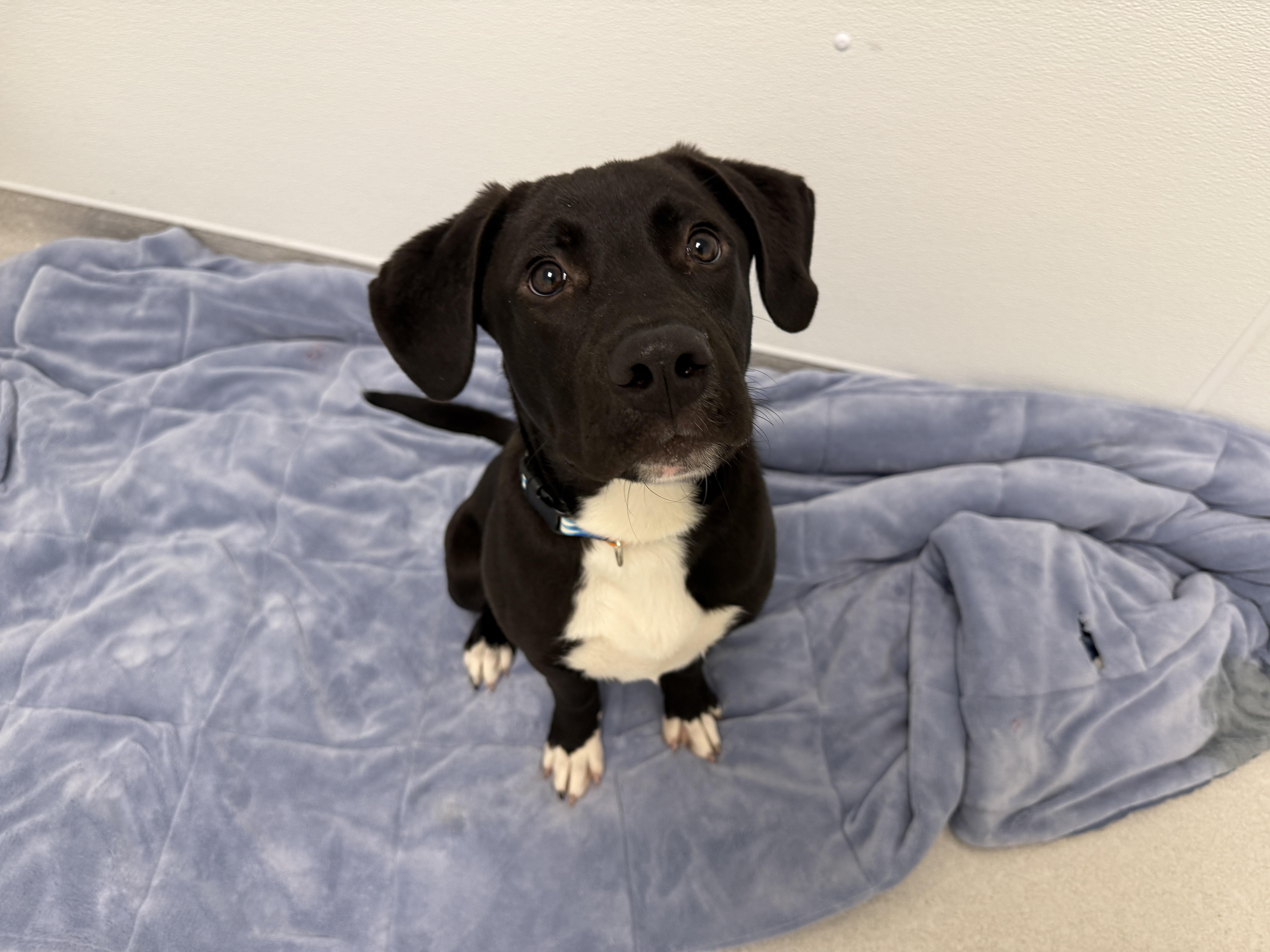 A baby medium-sized male Black Labrador Retriever dog named Ken for adoption in Evanston, IL