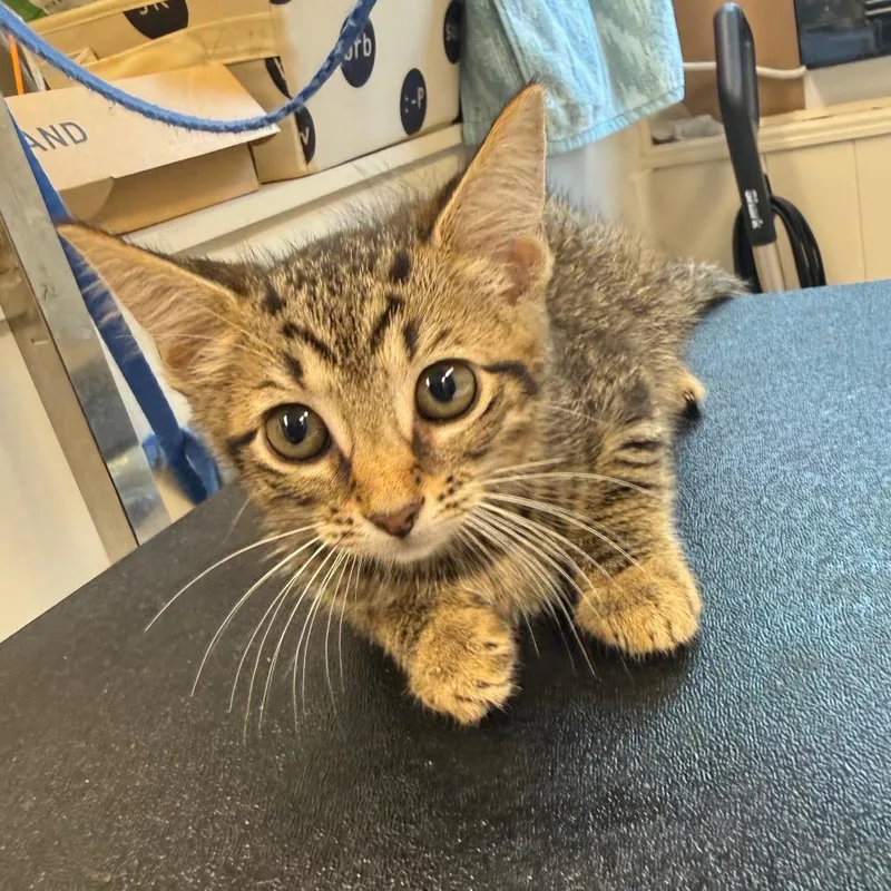 A baby small-sized female Brown / Chocolate Domestic Short Hair cat named Katie Purry for adoption in Lake Panasoffkee, FL