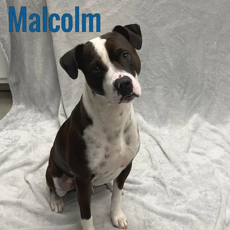 A young medium-sized male Black Labrador Retriever dog named Malcolm for adoption in Pleasantville, NJ
