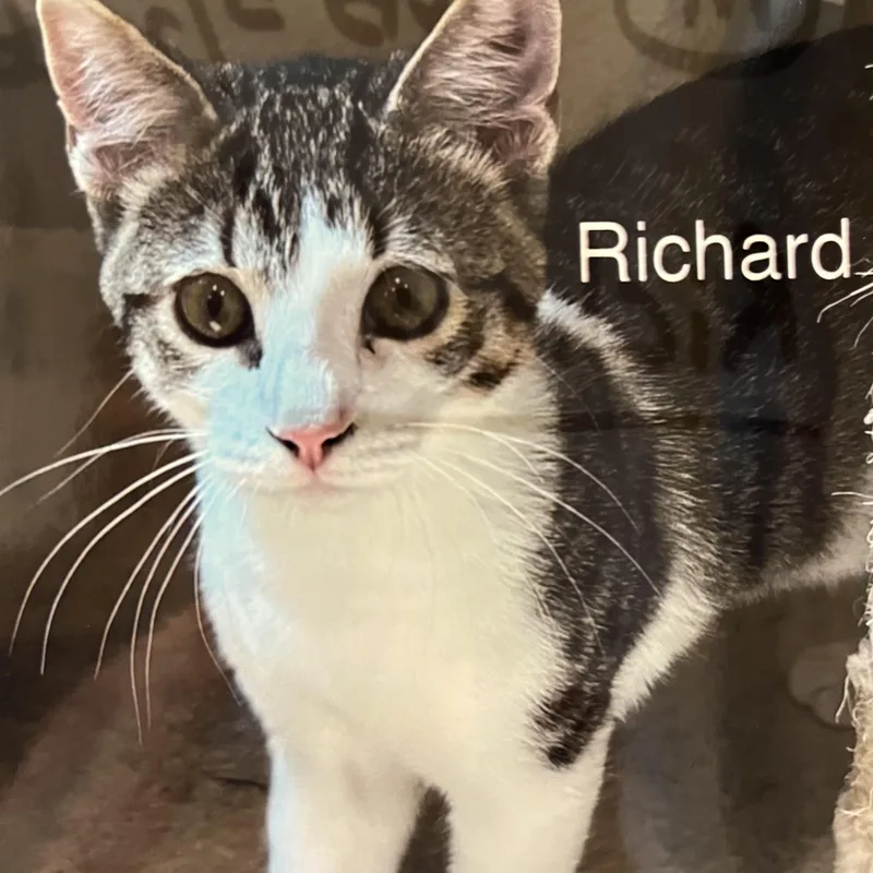A baby small-sized male Tabby (Brown / Chocolate) Domestic Short Hair cat named Richard for adoption in Wells, ME