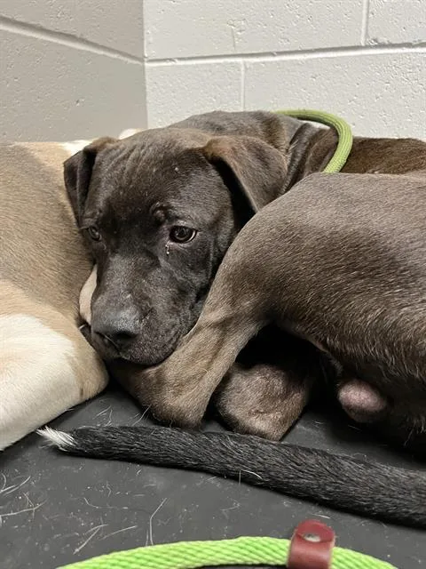 A young medium-sized male Pit Bull Terrier dog named Mo for adoption in Indianapolis, IN