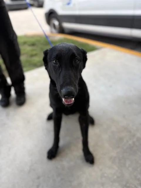 An adult large-sized male Belgian Shepherd / Malinois dog named Darth Vader for adoption in Miami, FL
