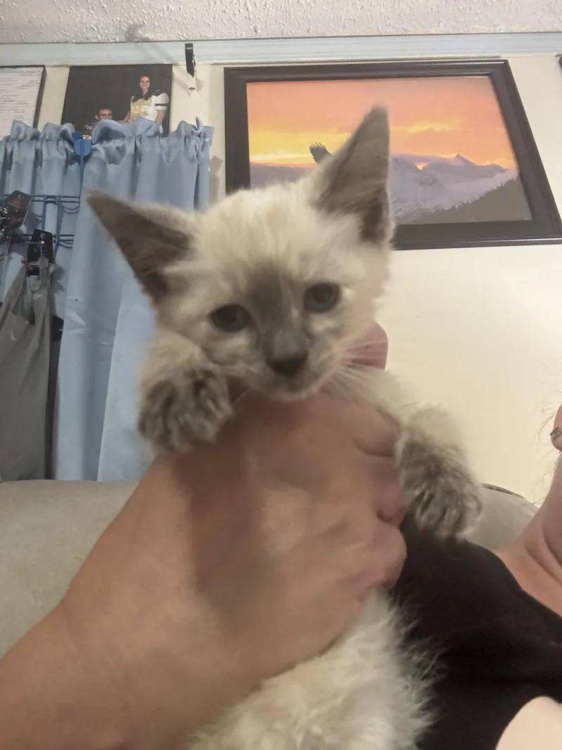 A baby small-sized female Siamese cat named Applejack for adoption in Randolph, AL