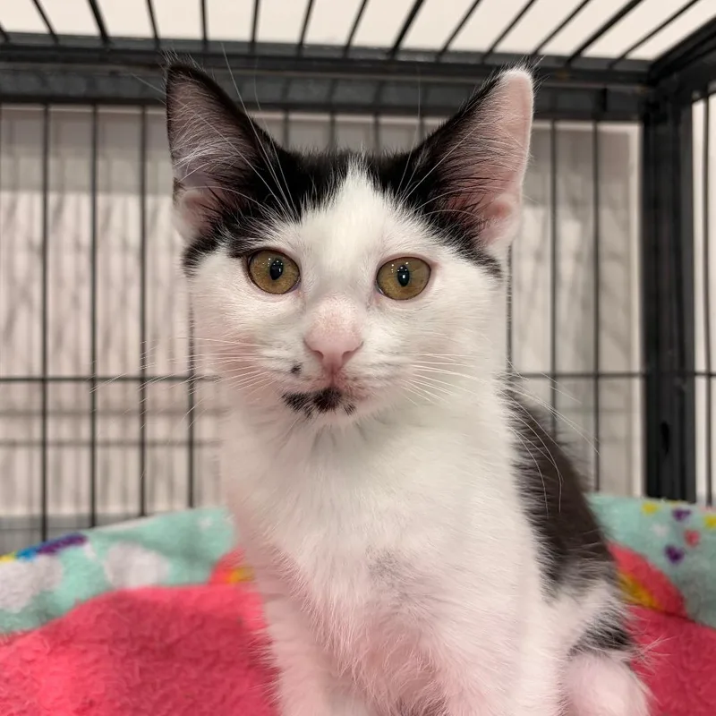 A baby small-sized female Black Domestic Short Hair cat named Zephyr for adoption in Bradenton, FL