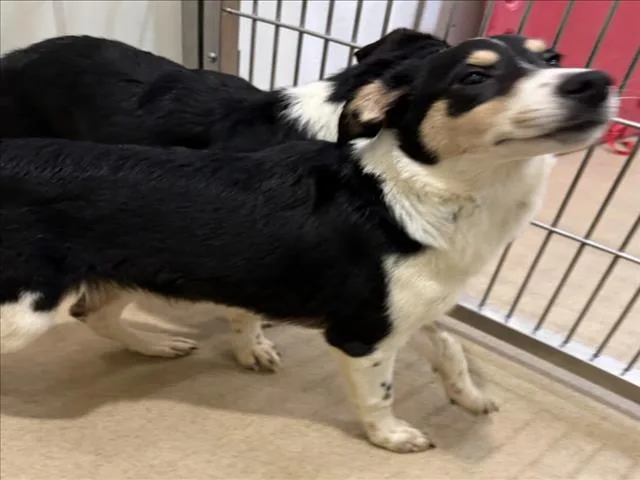 A baby small-sized female Border Collie dog named Blue for adoption in Derwood, MD
