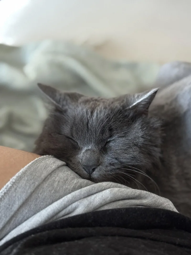 An adult medium-sized female Gray / Blue / Silver Domestic Long Hair cat named Stevie for adoption in Somerville, MA