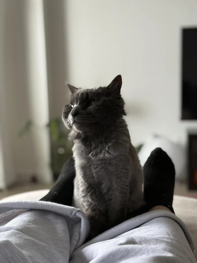 Stevie thumbnail 2
