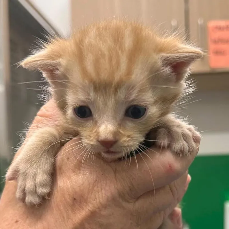 A baby small-sized male Orange / Red Domestic Short Hair cat named Houston for adoption in Mount Vernon, IN