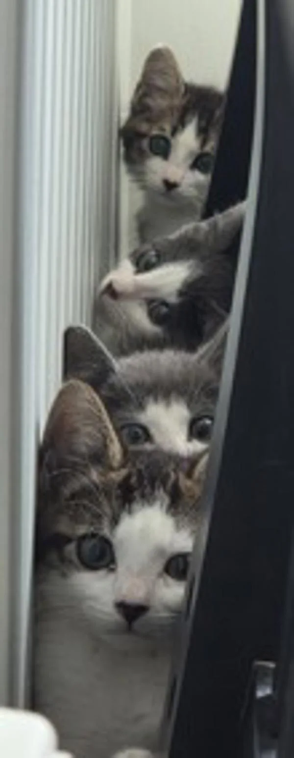 A baby small-sized female Domestic Short Hair cat named Frieda for adoption in Stratham, NH