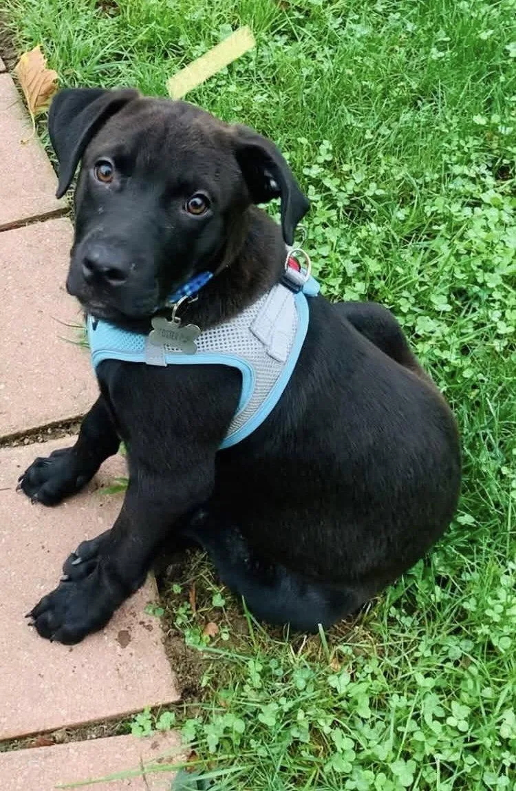 A baby medium-sized male Black Labrador Retriever dog named Mr. Boombastic for adoption in Germantown, OH