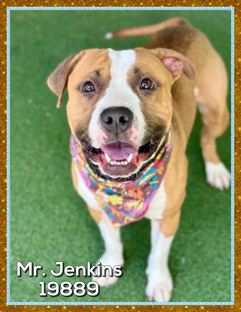 Mr. Jenkins