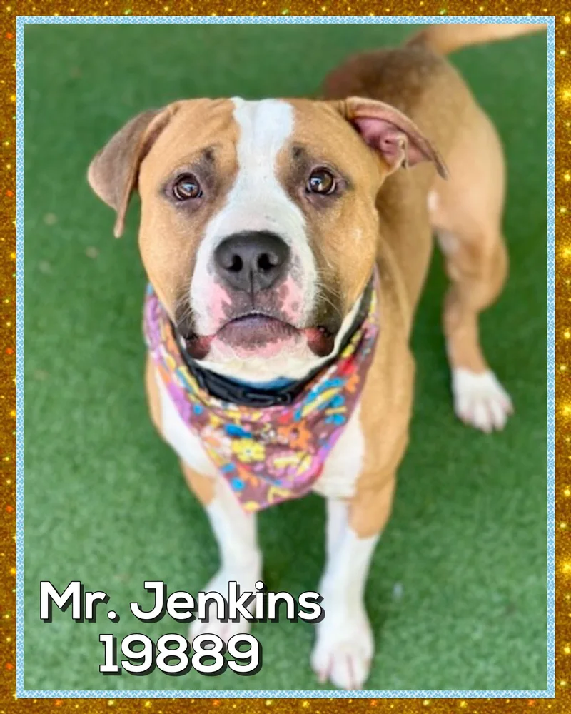 Mr. Jenkins thumbnail 2