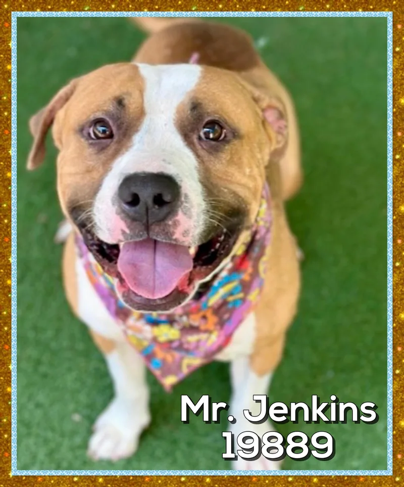 Mr. Jenkins thumbnail 3