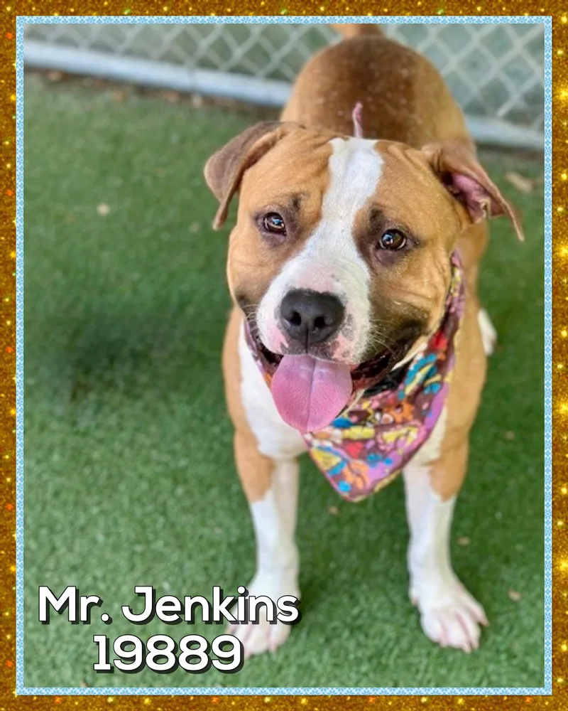 Mr. Jenkins thumbnail 4