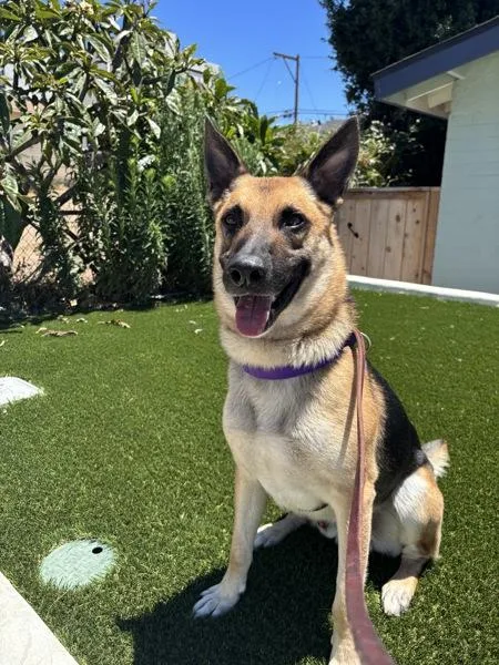 An adult large-sized male German Shepherd Dog dog named Benito for adoption in San Diego, CA
