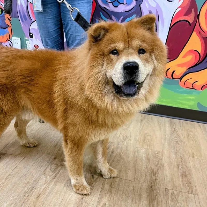An adult medium-sized male Red / Chestnut / Orange Chow Chow dog named "Fluffy" for adoption in Verona, VA