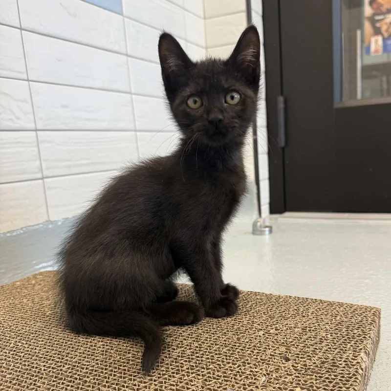 A baby small-sized female Black Domestic Short Hair cat named Meleys for adoption in Beaumont, TX