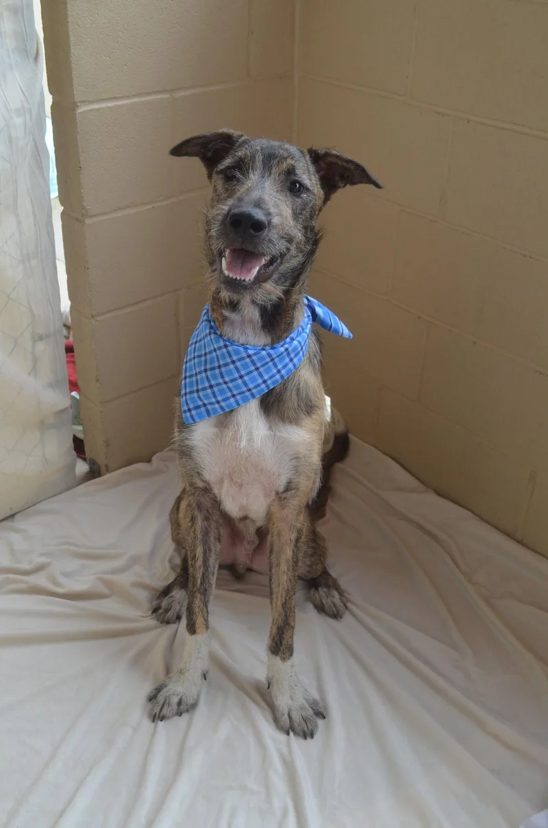 A baby large-sized male Greyhound dog named Maynard for adoption in McKinney, TX