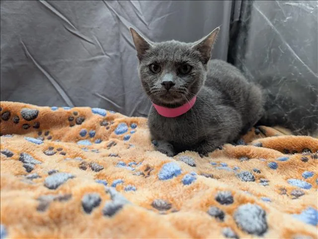 A baby small-sized female Domestic Short Hair cat named Heather for adoption in Appling, GA