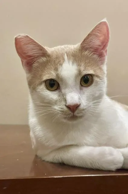 A young medium-sized male Orange / Red Domestic Short Hair cat named Flacco for adoption in Canoga Park, CA