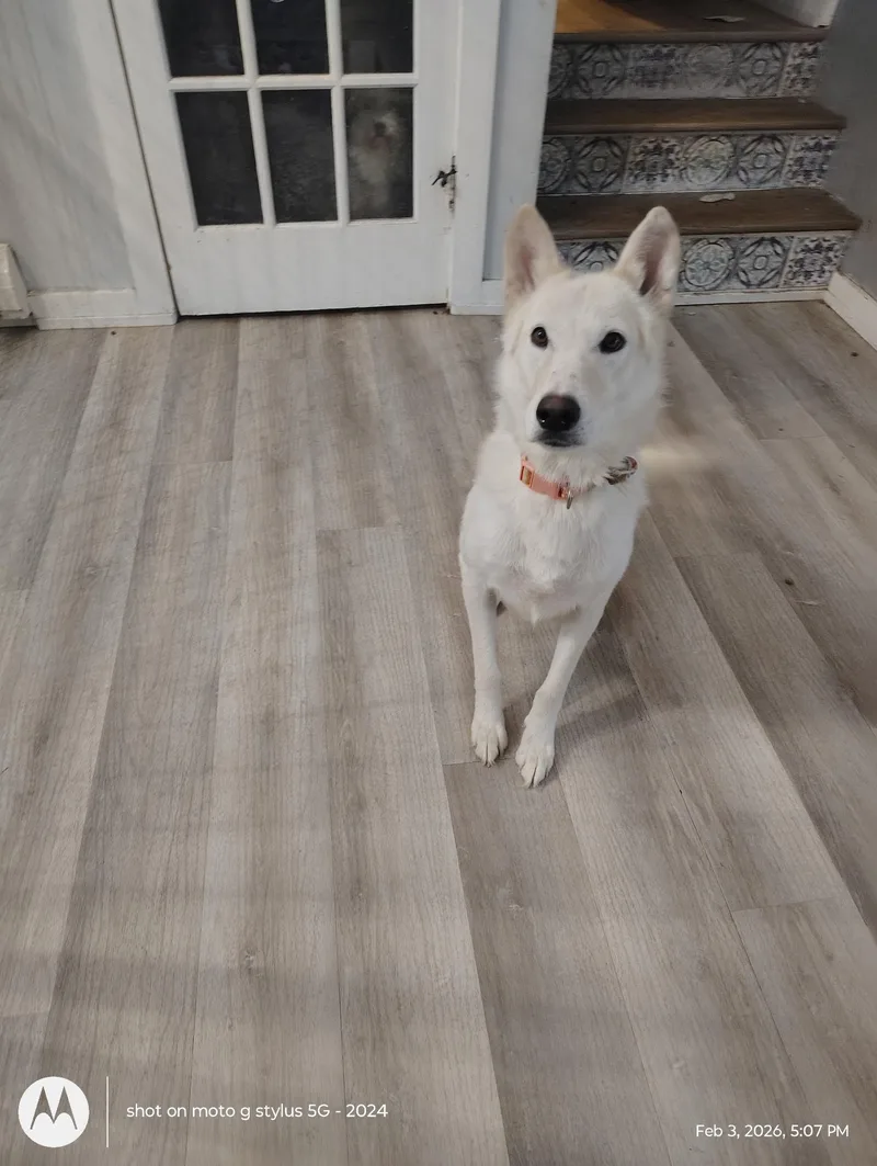 A young medium-sized female Shepherd dog named Snow White for adoption in Sumter, SC