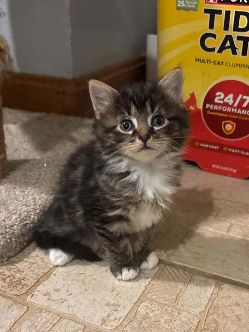 A baby medium-sized female Domestic Medium Hair cat named Rainy for adoption in Westfield, MA