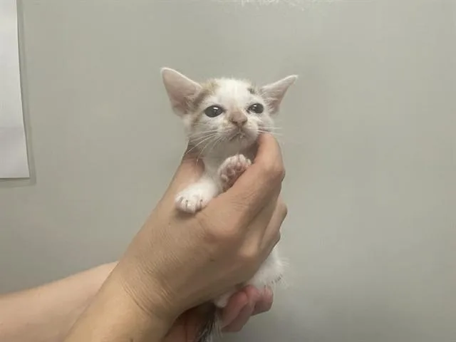 A baby small-sized female Domestic Short Hair cat named Daisy for adoption in Ontario, CA