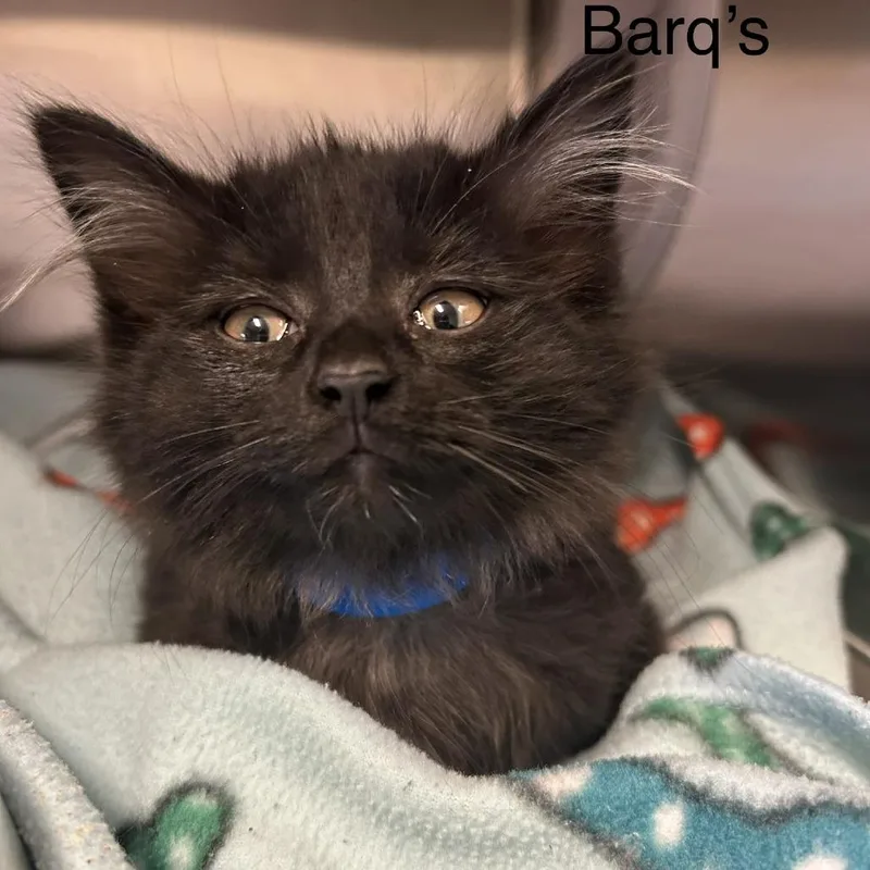 A baby small-sized female Black Domestic Long Hair cat named Barq's for adoption in Knoxville, TN
