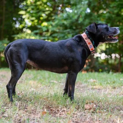 An adult medium-sized female Mixed Breed dog named Seahorse for adoption in Chamblee, GA