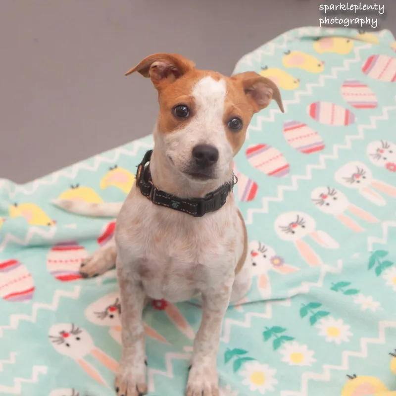 A baby medium-sized female Red / Chestnut / Orange Mixed Breed dog named Ida for adoption in Ridgefield, CT