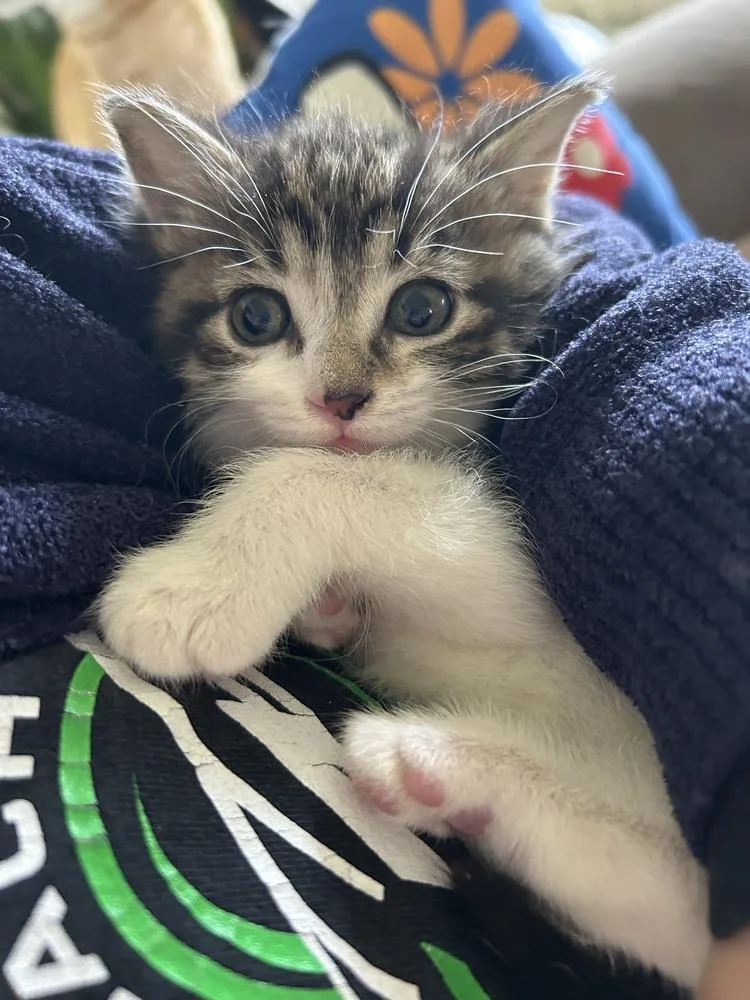 A baby medium-sized female Domestic Short Hair cat named Valentina for adoption in Clinton Township, MI