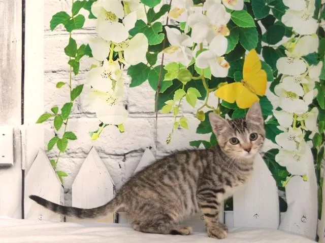 Samantha