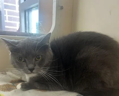 An adult large-sized female Domestic Short Hair cat named Nora for adoption in Chamblee, GA
