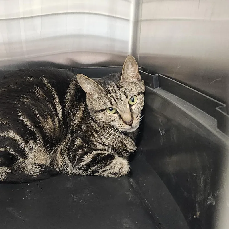 An adult small-sized female Brown / Chocolate Domestic Short Hair cat named Polly for adoption in Clearwater, FL