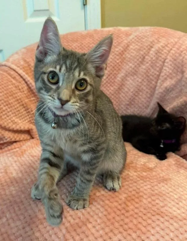 A young medium-sized male Tabby cat named Groot for adoption in Knoxville, TN