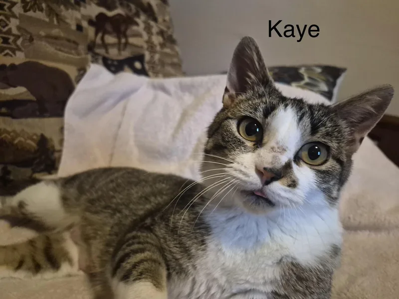 Kaye thumbnail 3