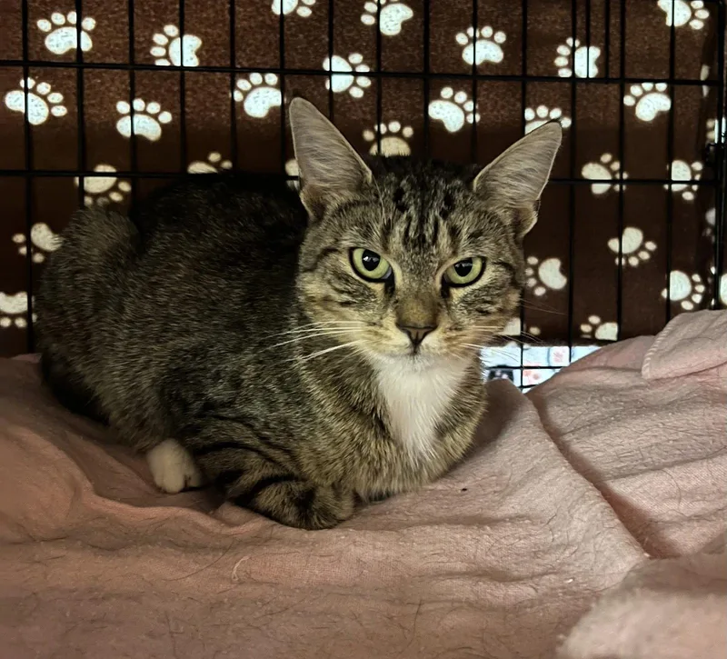 A young medium-sized female Domestic Short Hair cat named Trix for adoption in Blasdell, NY