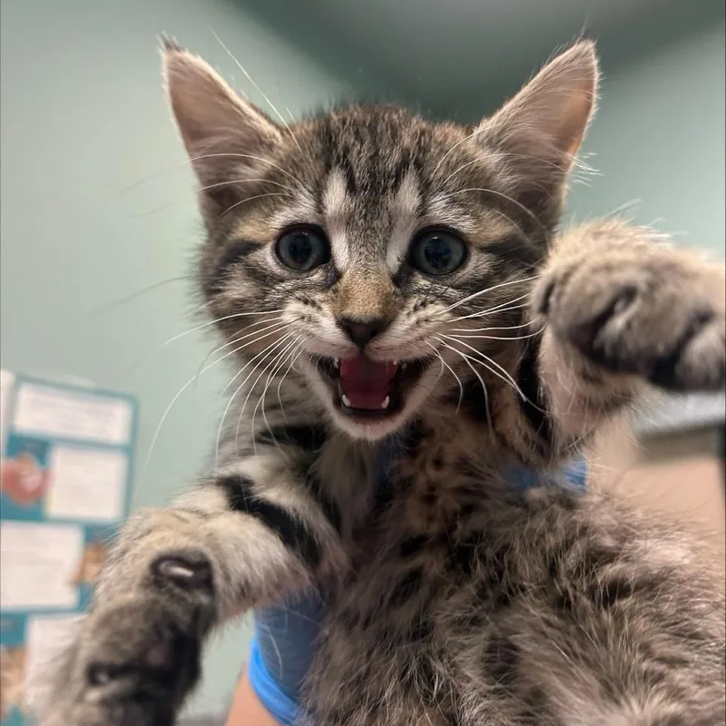 A baby small-sized female Brown / Chocolate Domestic Short Hair cat named Chimi for adoption in Tacoma, WA